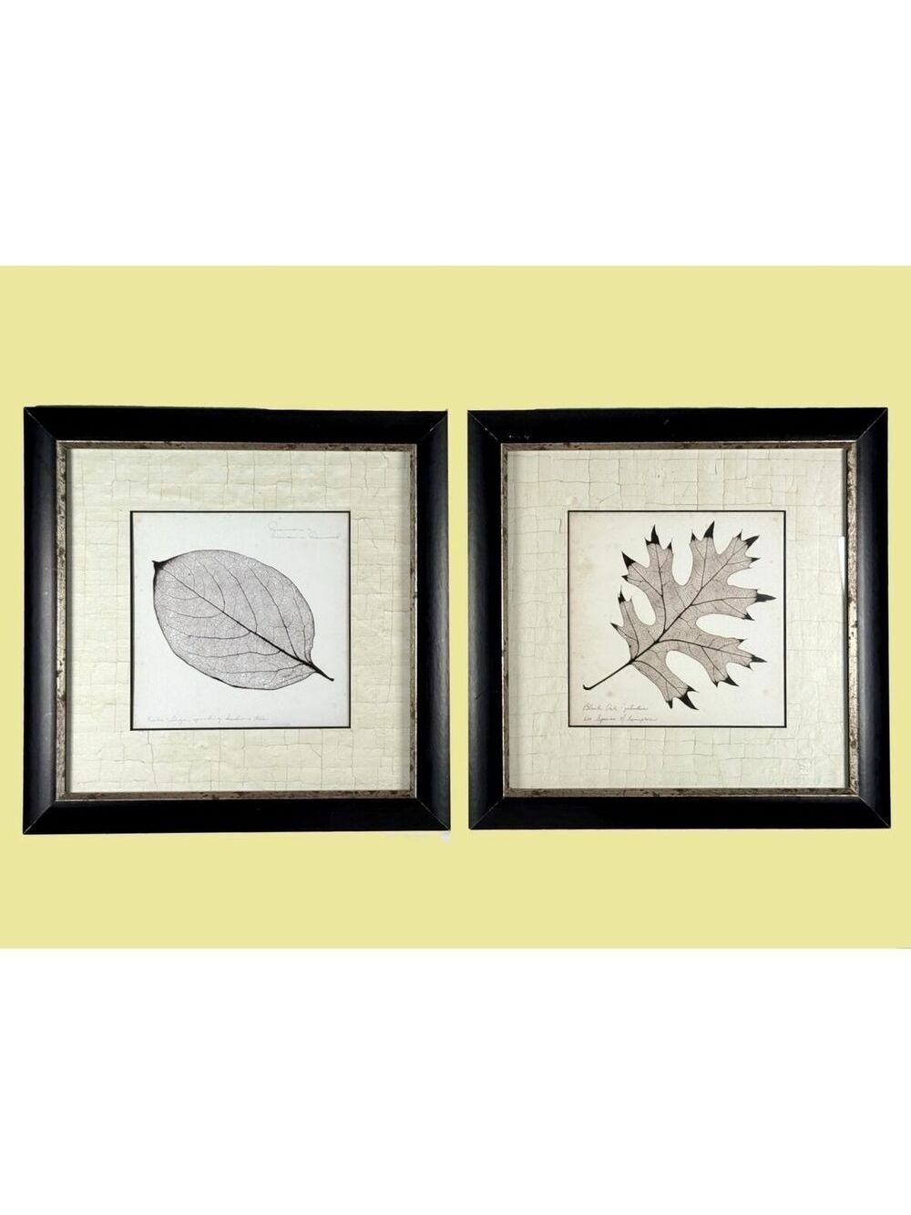 Set of 2 P Booker Morey Prints Black Oak & Persimmon Leaf Framed Botanical Art